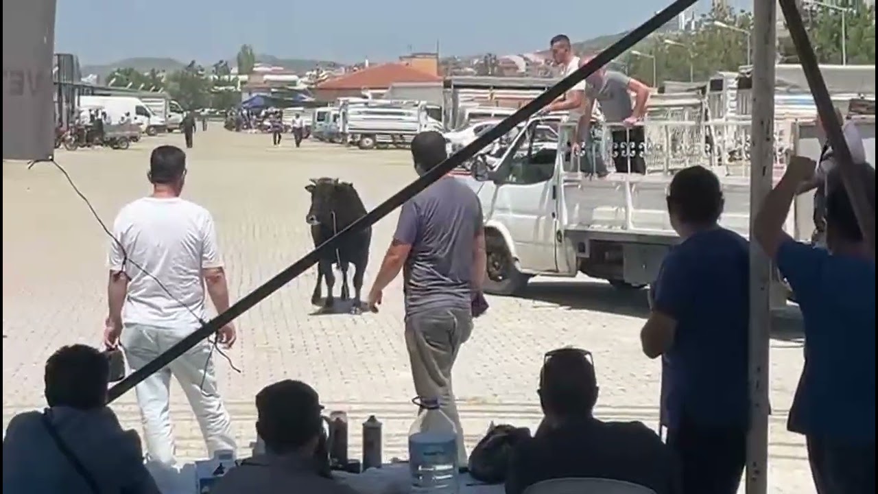 Kaçan kurbanlık halatla yakalandı