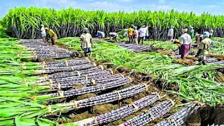 How prepare a sugar cane farm /garden