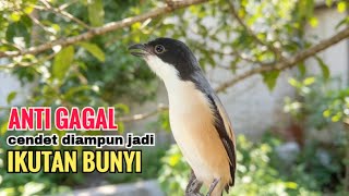 SUARA CENDET GACOR ISIAN ALAM || ANTI GAGAL efektif bikin cendet malaspun  langsung ikutan bunyi
