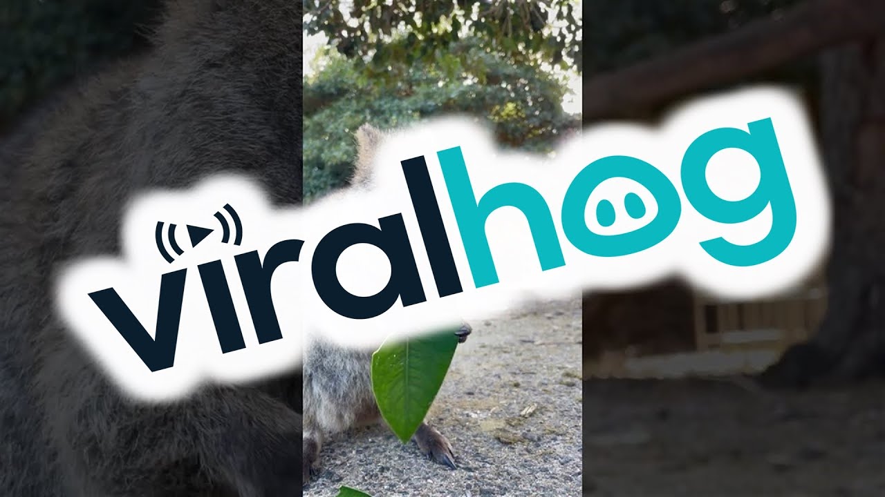Quokka Enjoy Munching on His Leaf || ViralHog