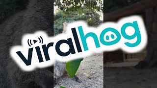 Quokka Enjoy Munching on His Leaf || ViralHog