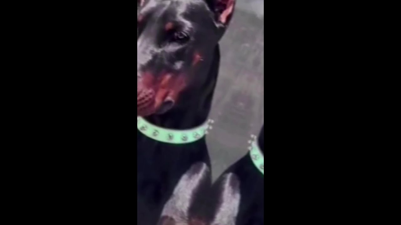 👑У меня корона👑🥵 !!!не сравнение!!! 