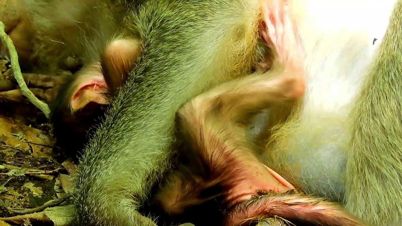 Welcome new baby just born a few hours, Monkey in Mila group