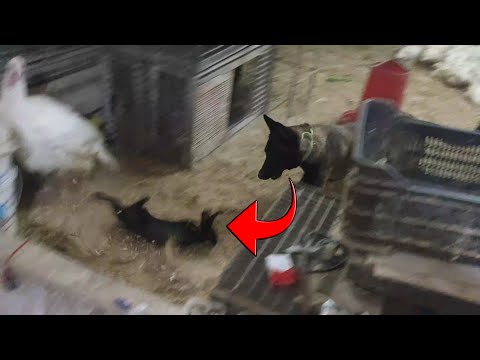 كلب يطارد أرنب اسود A Dog Chasing A Black Rabbit