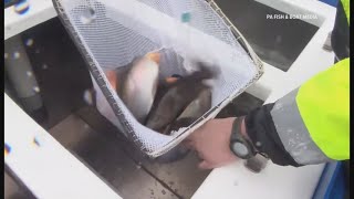 Officials warn against eating fish from Middle Spring Creek due to high PFOS levels
