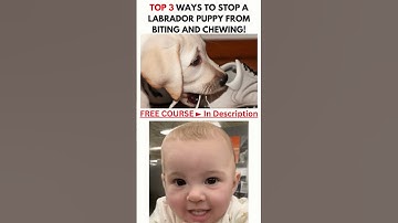 How To Stop a Lab Puppy From Biting ► FREE COURSE ► In Description  #shorts