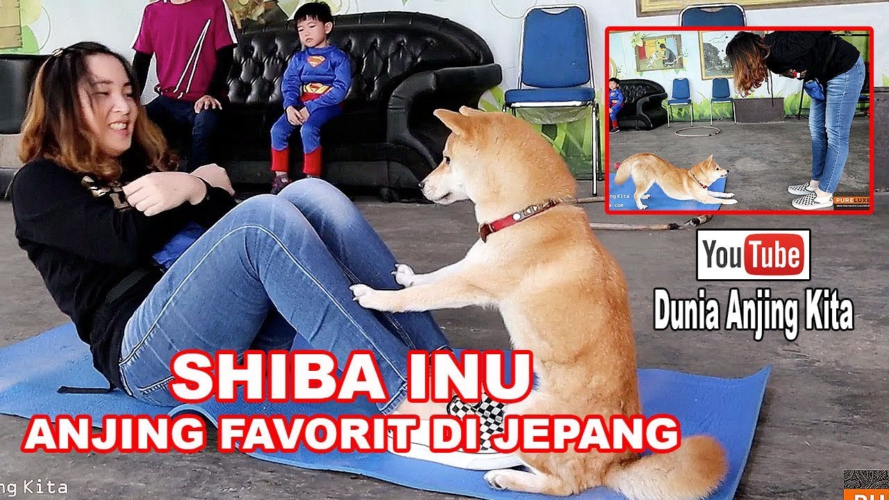 Anjing shiba