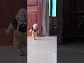 可愛すぎる😊🙈🐵#monkey #monkeys #monkeydluffy #cute #usa #monkeyvideo #monkeybaby #jp #shorts