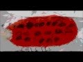 むしむしこうしん