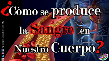 ¿Qué órgano produce sangre?