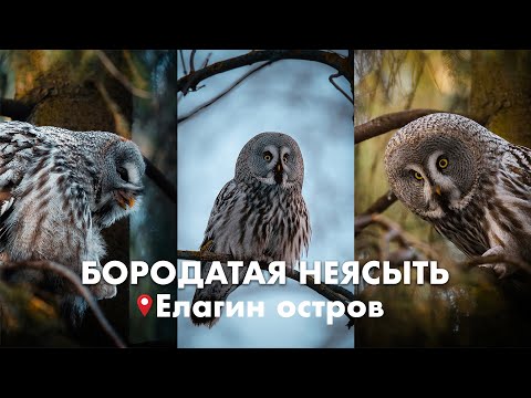 Видео: Бородатая неясыть на Елагином острове. Фотопрогулка на sigma 150-600mm sports . Сова Бёрдвотчинг