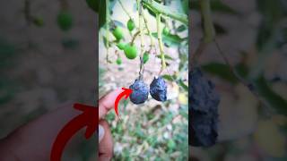 Mango vs m-seal #m-seal #experiment #megazone