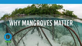 Why Mangroves Matter