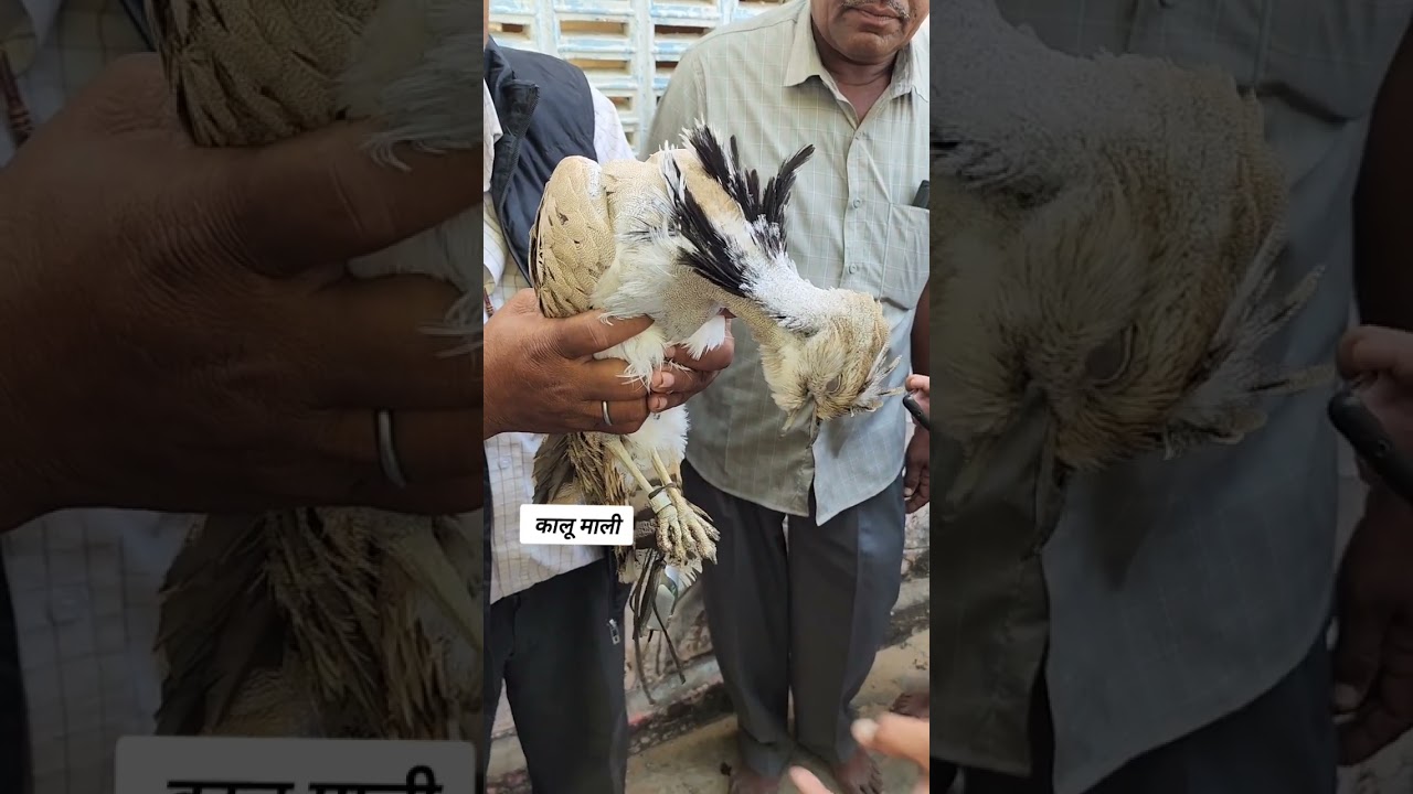 जीपीएस लगे अनजान #पक्षी को देखकर पूरा #गांव देखने आया..#पुलिस पहुचीं मौके पर