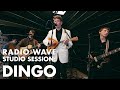 Dingo radio wave studio session
