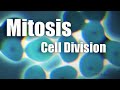 Mitosis cell division in 6 minutes