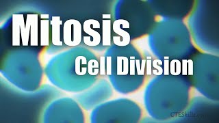Mitosis Cell Division In 6 Minutes!