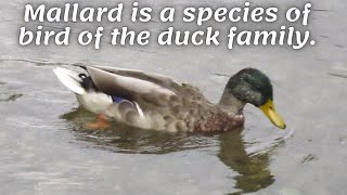 Mallard is a species of bird of the duck family.