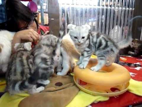 pet shop kittens