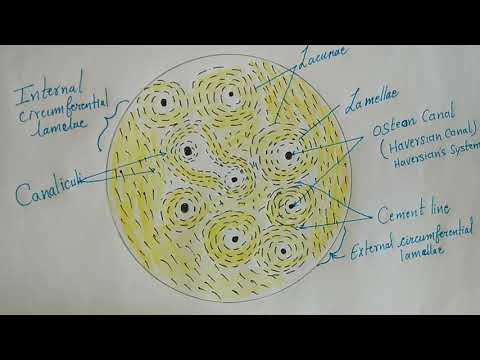 Histology of Compact Bone