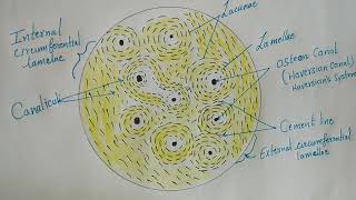 Histology of Compact Bone