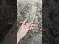 RỄ BỒ CÔNG ANH