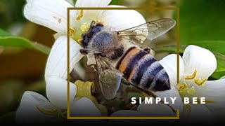 BUZZING ABOUT SIMPLY BEE'S NATURAL BEESWAX PRODUCTS – The Insider SA