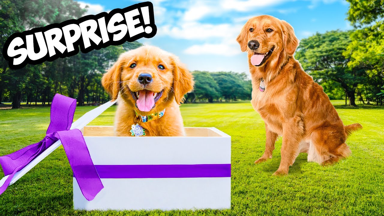 Surprising My Dog With A Little Sister!
