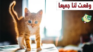 5 أشياء تحدث عندما تربي قطة أول مرة