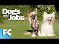 Dogs With Jobs | S5E06: Peewee, Zeke &amp; Ozzy | Full Animal Documentary TV Show | FC