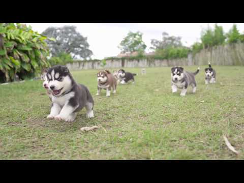 Video: Como Se Ven Los Cachorros Husky