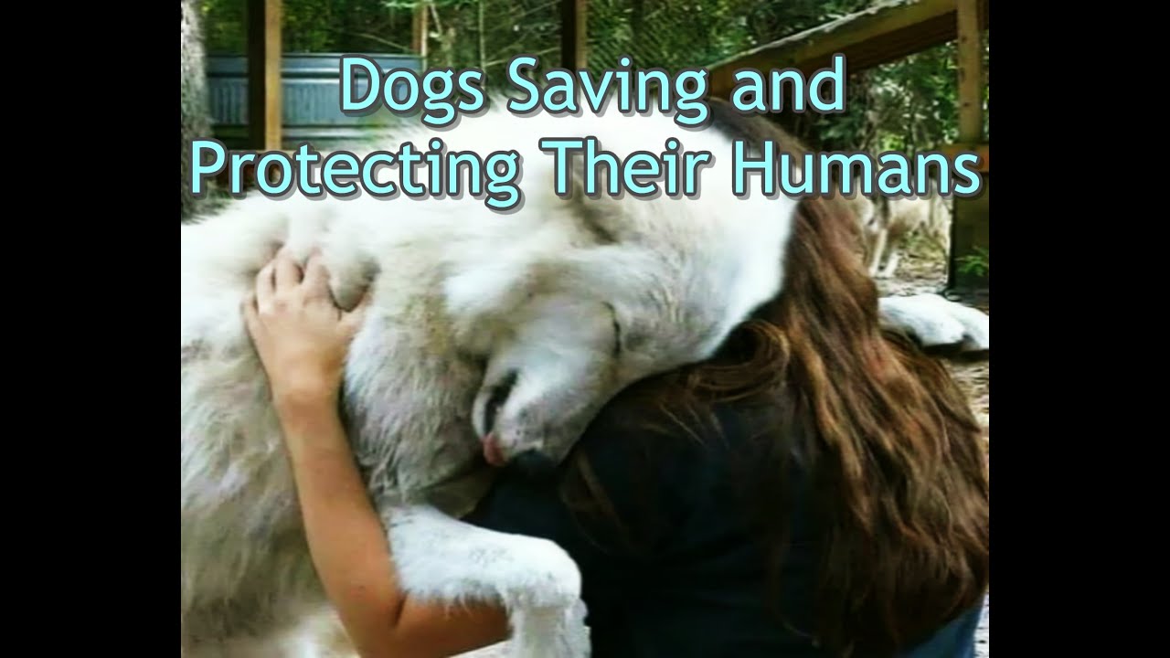Dogs Saving and Protecting Their Humans Compilation YouTube