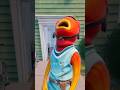 Fischi Geht Spazieren Shorts Fortnite Gaming