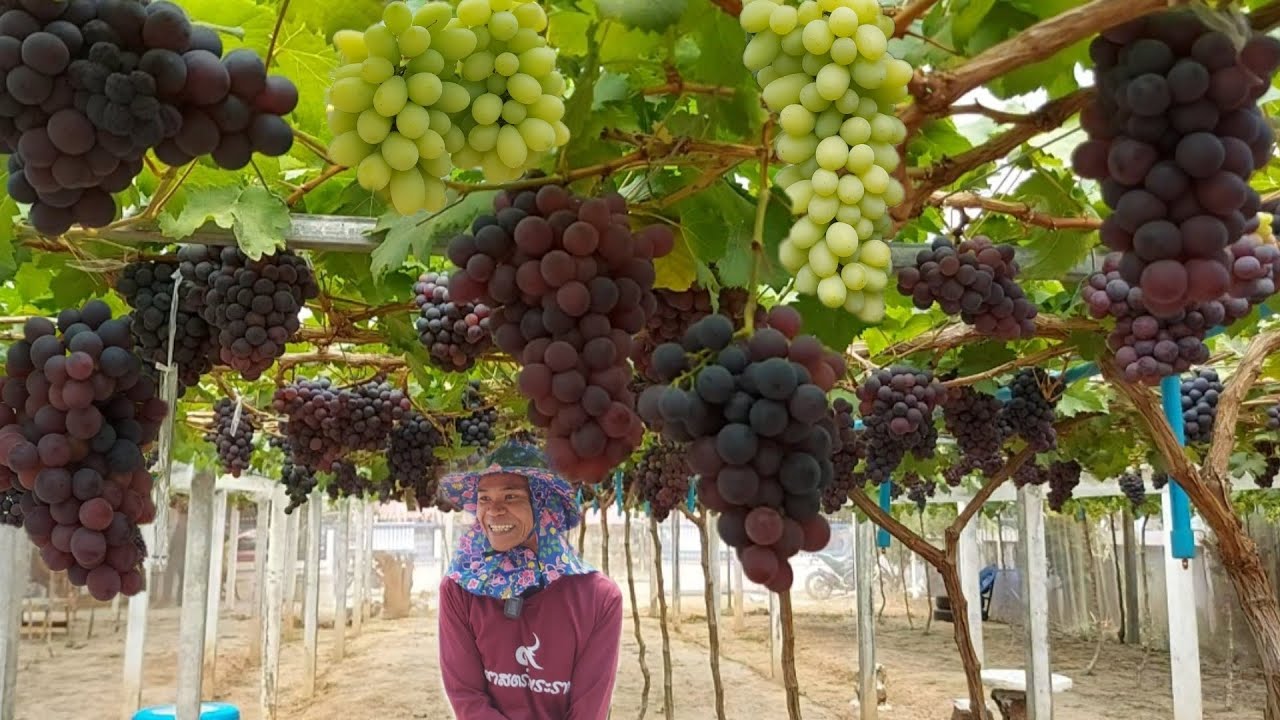 สุดๆไปเลยสวนองุ่นจ.บึงกาฬ!!หนุ่มโรงงานใช้พื้นที่ข้างบ้านปลูกองุ่น..จากคนที่ไม่เคยชอบเกษตร