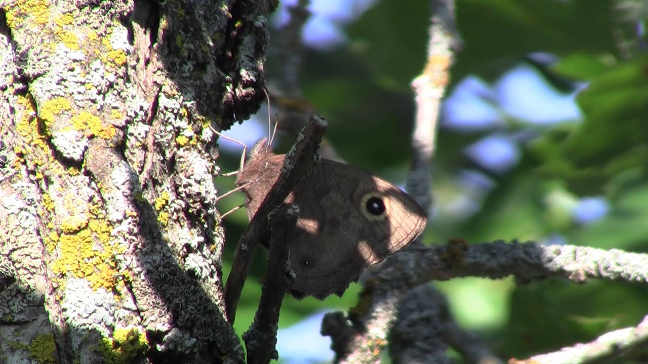 MINYYUNY] Flower Butterfly Black/Brown 【公式通販】