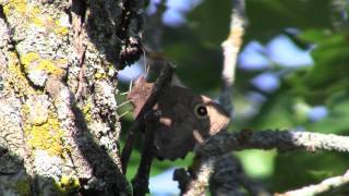 Minnesota Seasons - Common Wood Nymph