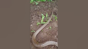 nagin dance cobra snake🐍🐍           #cobra #snake #shorts #viralvideo #nagin
