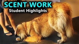 Fun Scent Work Searches by Hunter's Heart Students by Hunters Heart 143 views 6 years ago 41 seconds