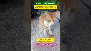 FUNNY CAT SHOCKED #funny #cat #kucinglucu #kucing #viral #video #fyp #shorts