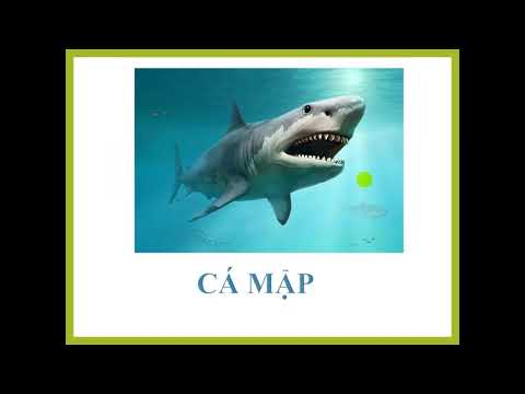 Tuần 25 (15/04/2020) - Khối 1 - Môn TNXH - Bài: Con cá