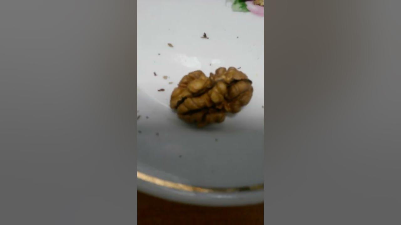 Орех похожий на мозг. Какашки в лесу похожие на орешки. Орехи похожие на кукурузу. Орех похожий на черта.