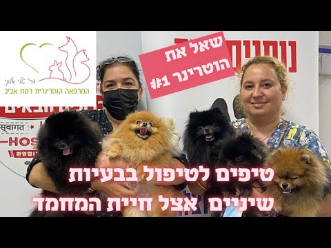 וִידֵאוֹ: מחלת חניכיים אצל כלבים: כיצד לטפל במחלות חניכיים בכלבים