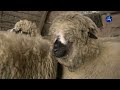 Пиротско овчарство скупа производња и ниске цене производа