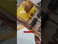 Rats GONE! Victor Trap Tutorial 🐀 #diy