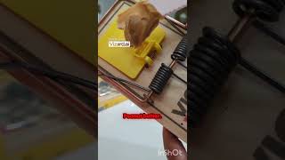 Rats GONE! Victor Trap Tutorial 🐀 #diy