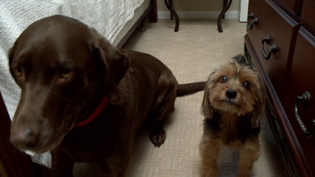 Can I Let My Dog Roam Free