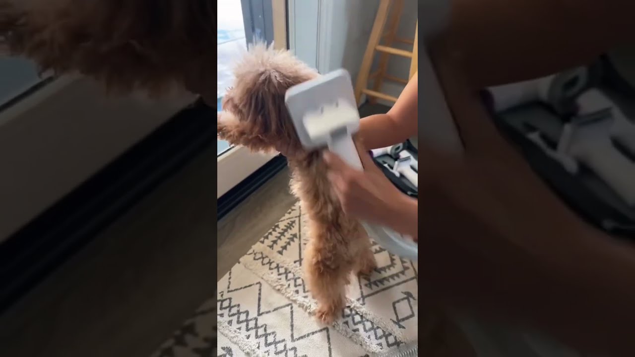 The Best Dog Grooming Kit Ever Link In Comments Doglover Ytshorts
