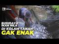 Masih Mau Budidaya Ikan Nila Di Kolam Tanah? Ribet dan Gak Enak!