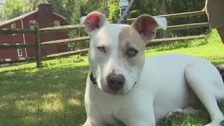 Dogs at nonprofit rescue facility in need of forever homes