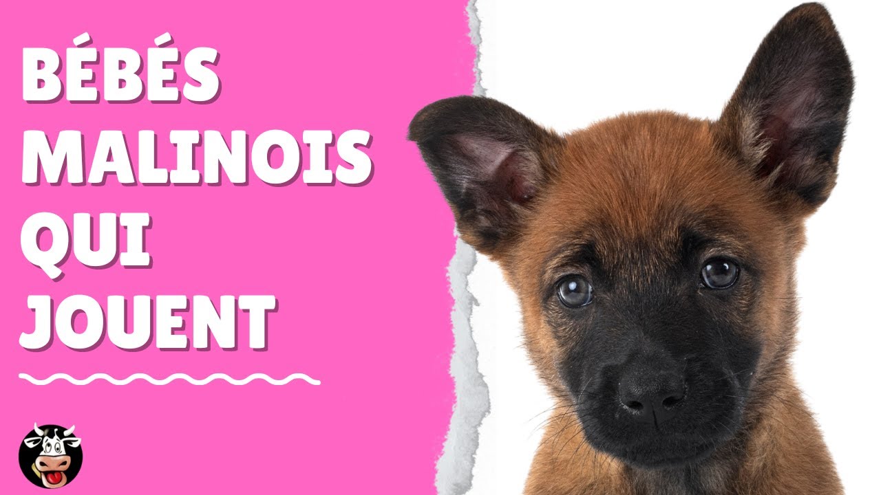 Adorables Bebes Malinois Qui Jouent Pure Race A 6 Semaines Youtube